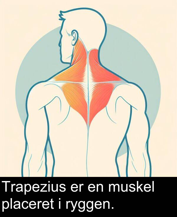 muskel: Trapezius er en muskel placeret i ryggen.