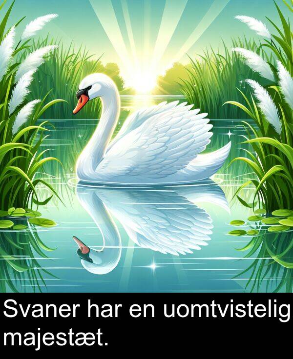 har: Svaner har en uomtvistelig majestæt.