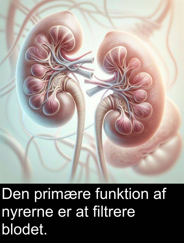 filtrere: Den primære funktion af nyrerne er at filtrere blodet.