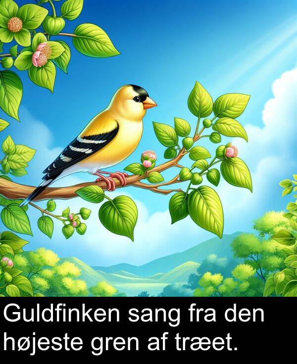 gren: Guldfinken sang fra den højeste gren af træet.