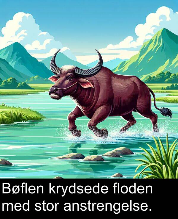 krydsede: Bøflen krydsede floden med stor anstrengelse.