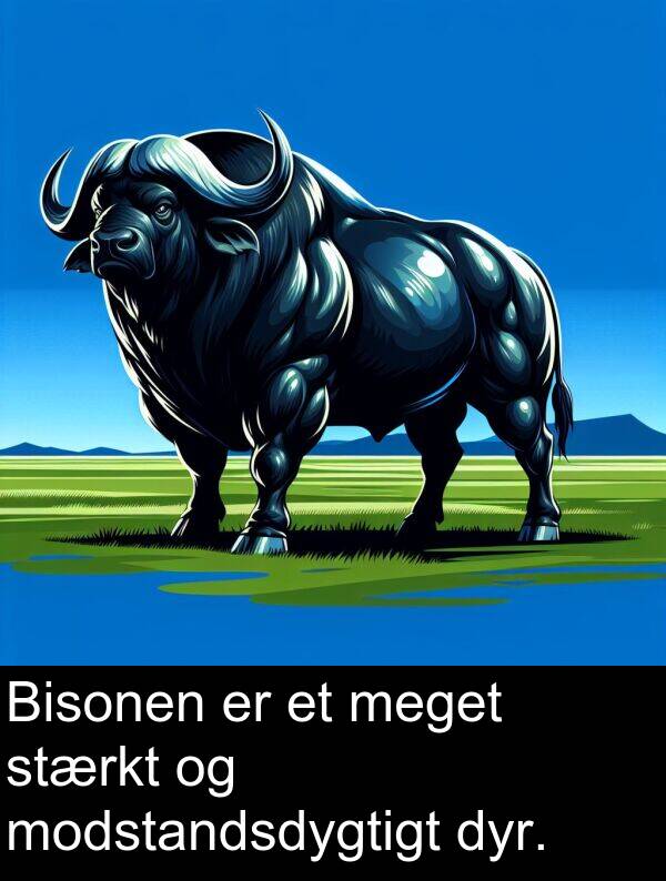 modstandsdygtigt: Bisonen er et meget stærkt og modstandsdygtigt dyr.