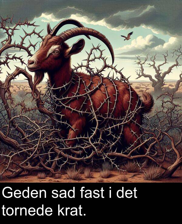 krat: Geden sad fast i det tornede krat.