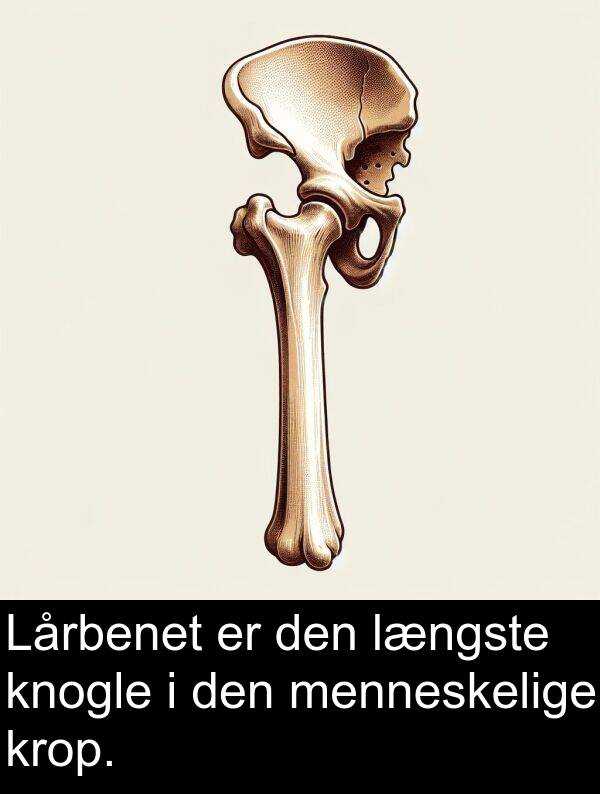 krop: Lårbenet er den længste knogle i den menneskelige krop.