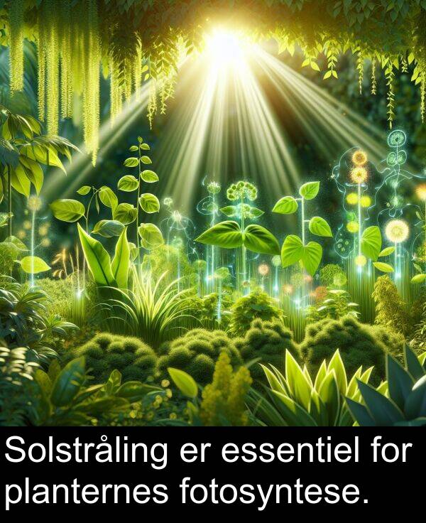 fotosyntese: Solstråling er essentiel for planternes fotosyntese.