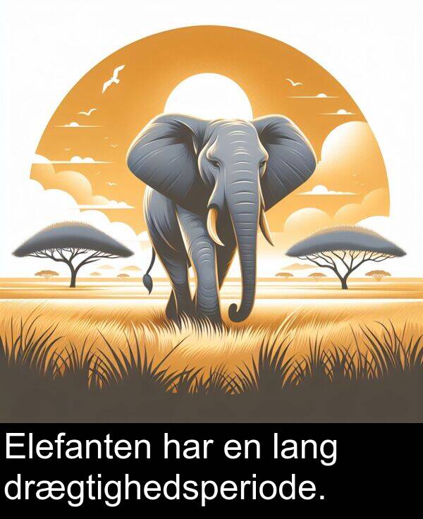 har: Elefanten har en lang drægtighedsperiode.