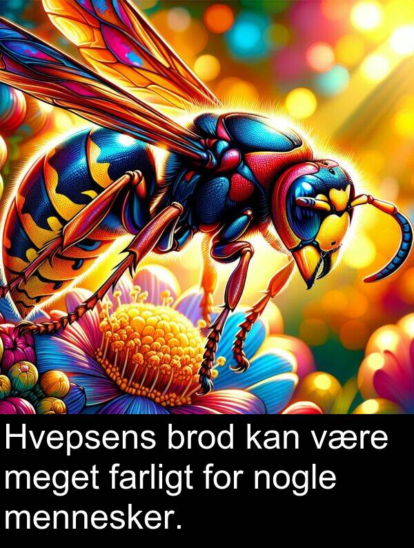 være: Hvepsens brod kan være meget farligt for nogle mennesker.