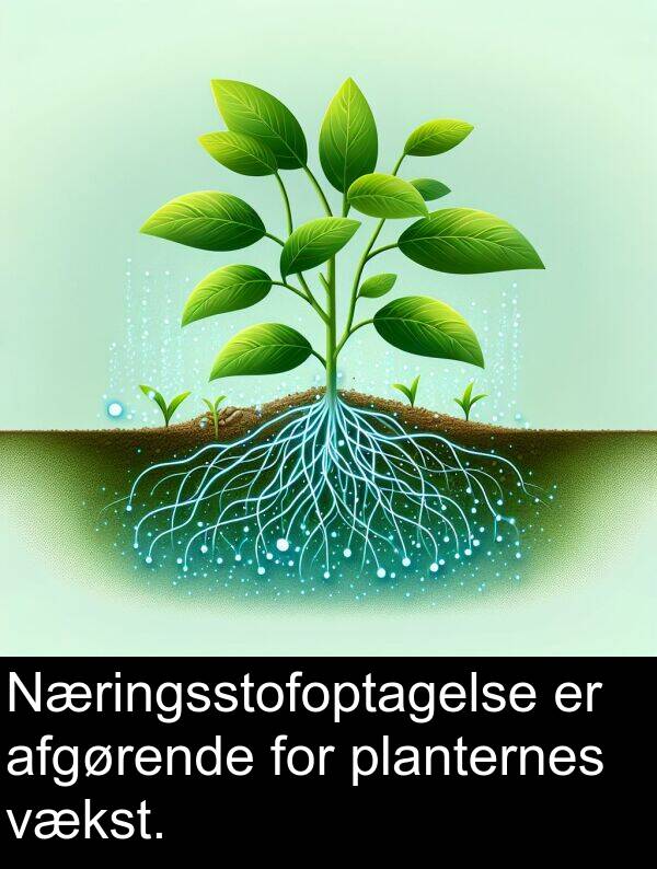 vækst: Næringsstofoptagelse er afgørende for planternes vækst.