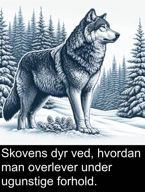 under: Skovens dyr ved, hvordan man overlever under ugunstige forhold.