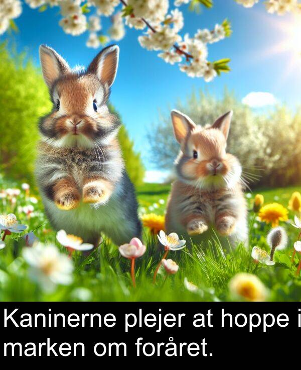 marken: Kaninerne plejer at hoppe i marken om foråret.
