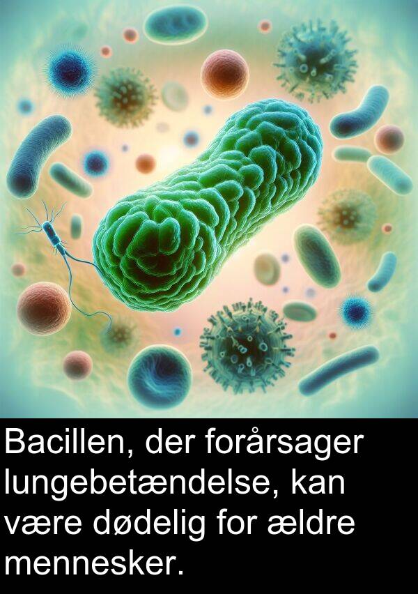 mennesker: Bacillen, der forårsager lungebetændelse, kan være dødelig for ældre mennesker.
