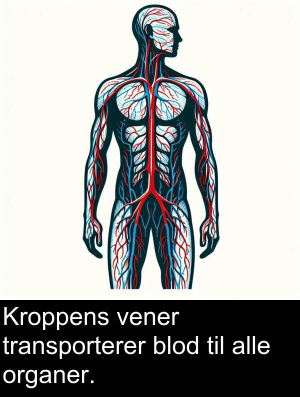 vener: Kroppens vener transporterer blod til alle organer.