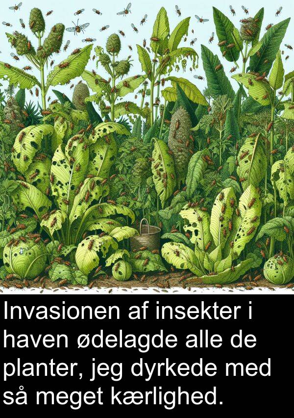ødelagde: Invasionen af insekter i haven ødelagde alle de planter, jeg dyrkede med så meget kærlighed.