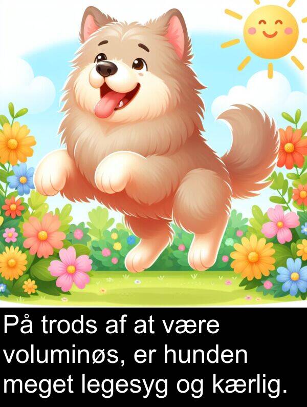 kærlig: På trods af at være voluminøs, er hunden meget legesyg og kærlig.