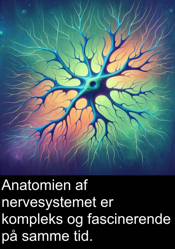 kompleks: Anatomien af nervesystemet er kompleks og fascinerende på samme tid.