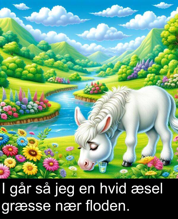 jeg: I går så jeg en hvid æsel græsse nær floden.