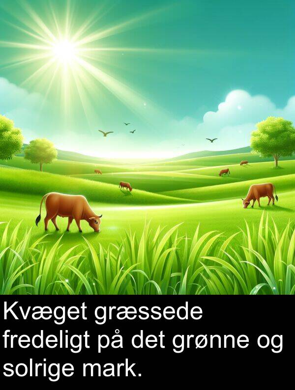mark: Kvæget græssede fredeligt på det grønne og solrige mark.