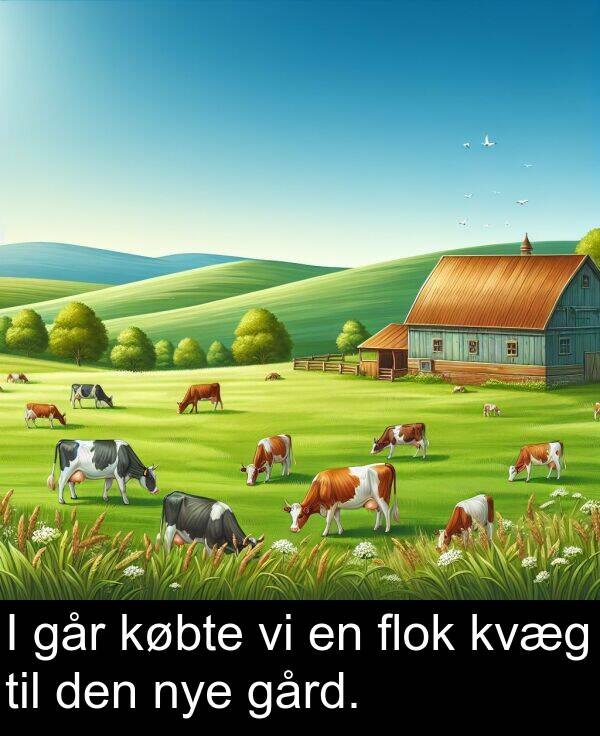 købte: I går købte vi en flok kvæg til den nye gård.