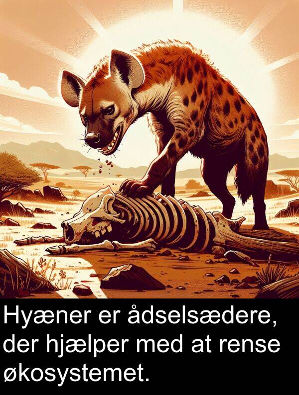 ådselsædere: Hyæner er ådselsædere, der hjælper med at rense økosystemet.