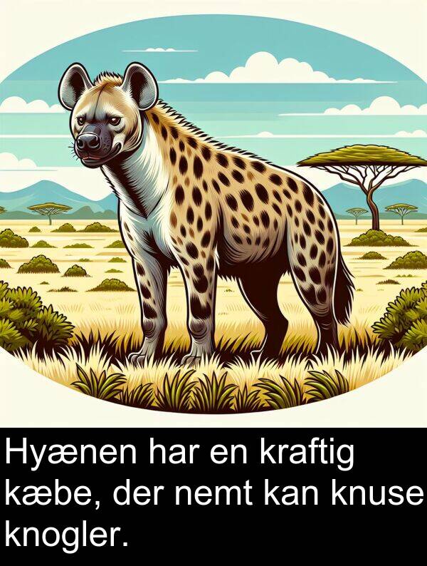 kæbe: Hyænen har en kraftig kæbe, der nemt kan knuse knogler.