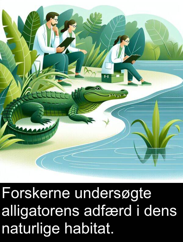 habitat: Forskerne undersøgte alligatorens adfærd i dens naturlige habitat.