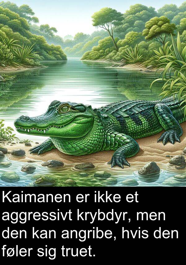krybdyr: Kaimanen er ikke et aggressivt krybdyr, men den kan angribe, hvis den føler sig truet.