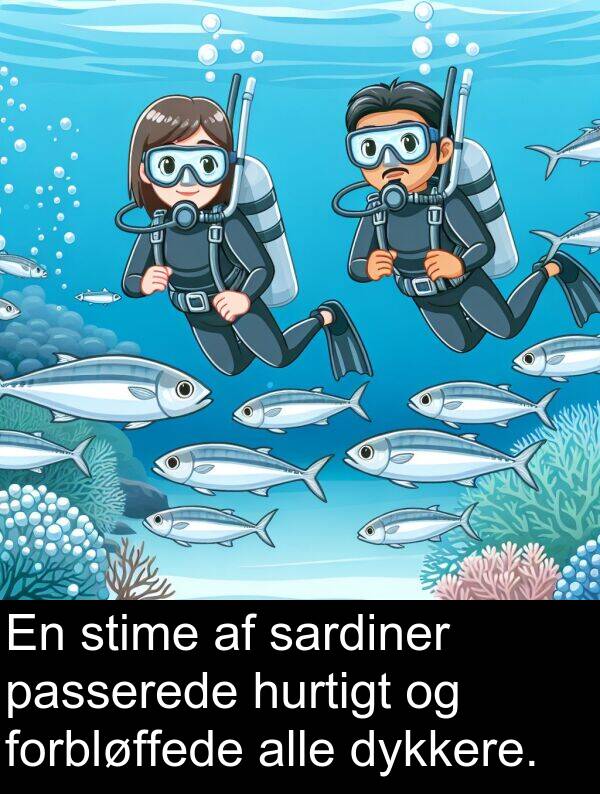 stime: En stime af sardiner passerede hurtigt og forbløffede alle dykkere.