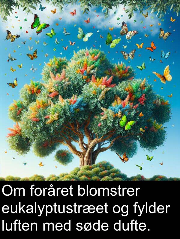 foråret: Om foråret blomstrer eukalyptustræet og fylder luften med søde dufte.