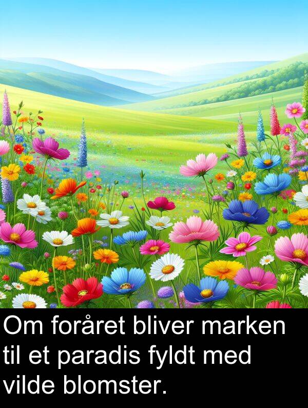 vilde: Om foråret bliver marken til et paradis fyldt med vilde blomster.