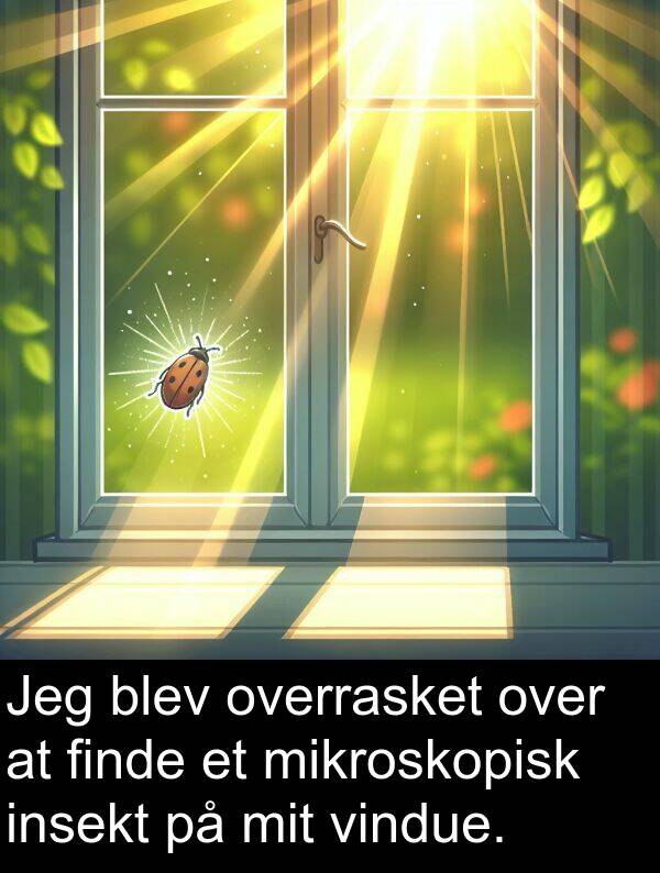 vindue: Jeg blev overrasket over at finde et mikroskopisk insekt på mit vindue.