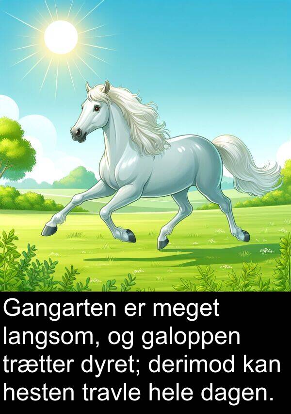 galoppen: Gangarten er meget langsom, og galoppen trætter dyret; derimod kan hesten travle hele dagen.