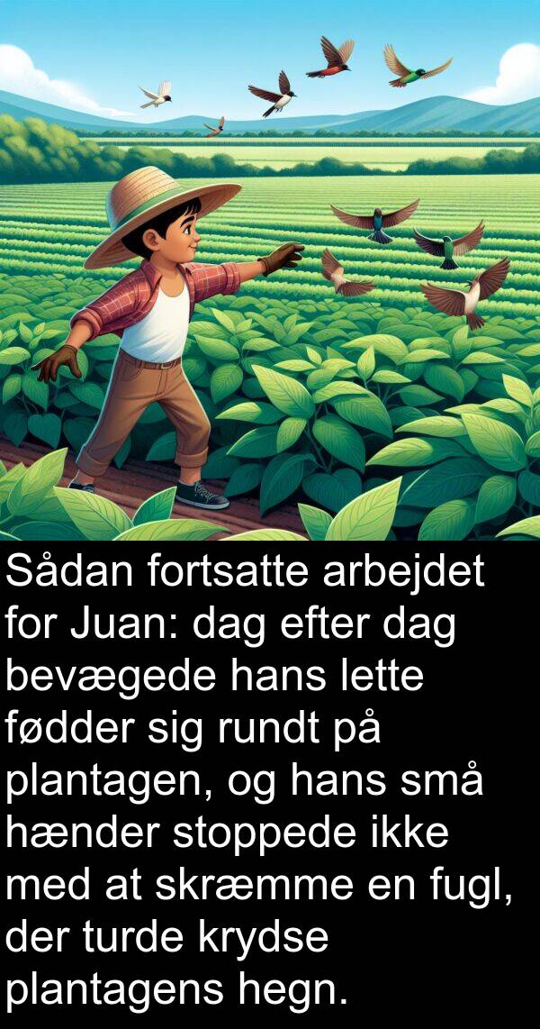 hænder: Sådan fortsatte arbejdet for Juan: dag efter dag bevægede hans lette fødder sig rundt på plantagen, og hans små hænder stoppede ikke med at skræmme en fugl, der turde krydse plantagens hegn.