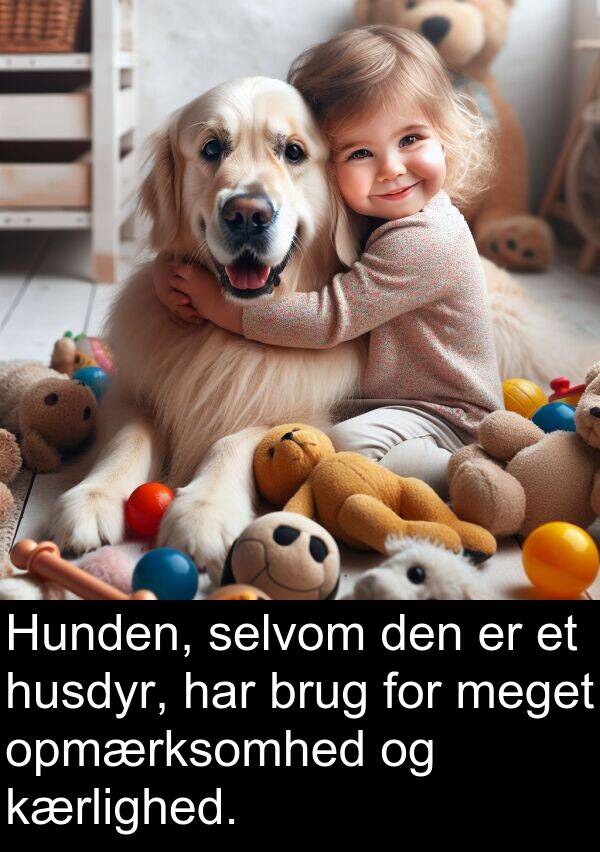 husdyr: Hunden, selvom den er et husdyr, har brug for meget opmærksomhed og kærlighed.