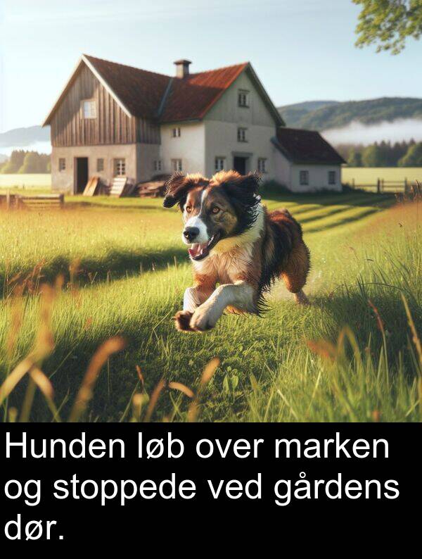 ved: Hunden løb over marken og stoppede ved gårdens dør.