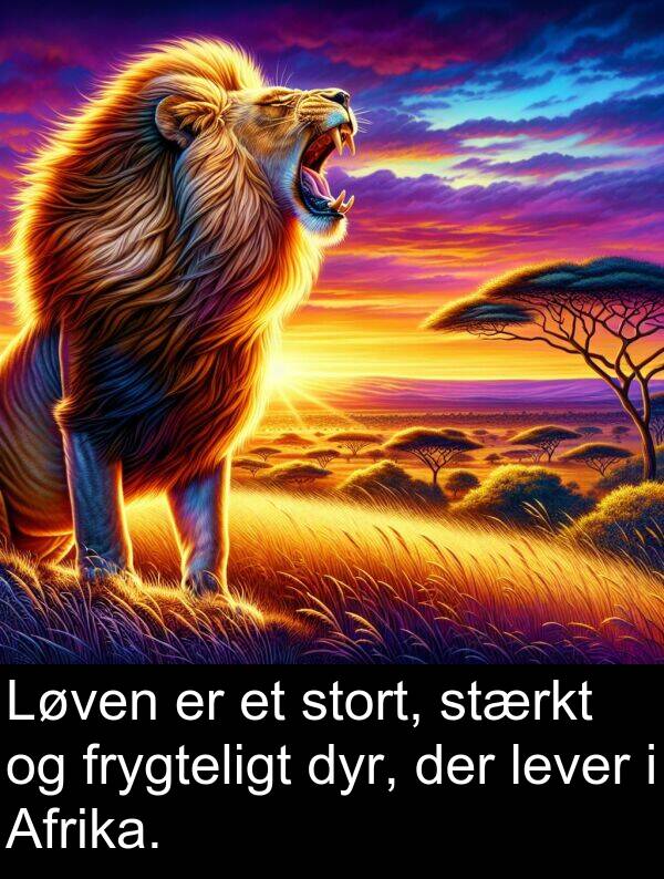 frygteligt: Løven er et stort, stærkt og frygteligt dyr, der lever i Afrika.
