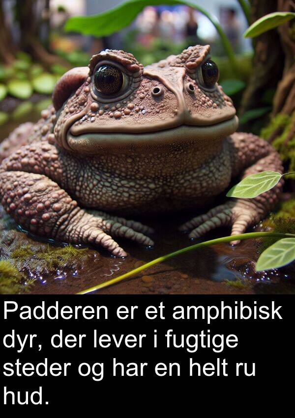 hud: Padderen er et amphibisk dyr, der lever i fugtige steder og har en helt ru hud.