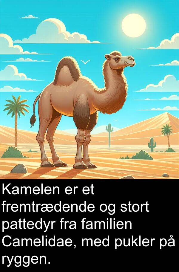 familien: Kamelen er et fremtrædende og stort pattedyr fra familien Camelidae, med pukler på ryggen.