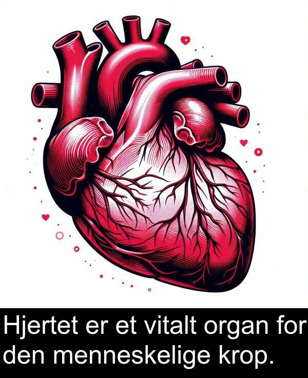krop: Hjertet er et vitalt organ for den menneskelige krop.