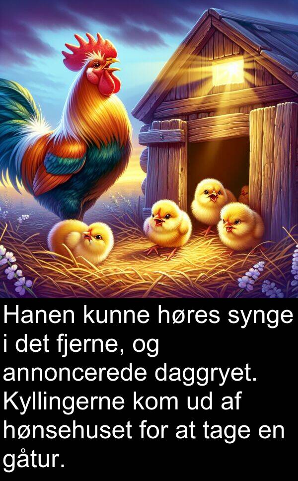 høres: Hanen kunne høres synge i det fjerne, og annoncerede daggryet. Kyllingerne kom ud af hønsehuset for at tage en gåtur.