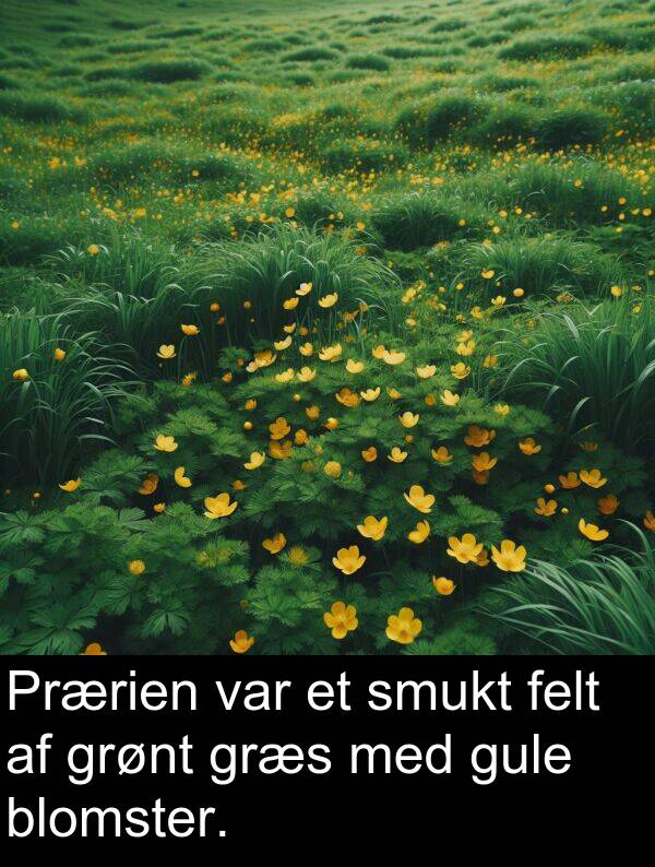 græs: Prærien var et smukt felt af grønt græs med gule blomster.