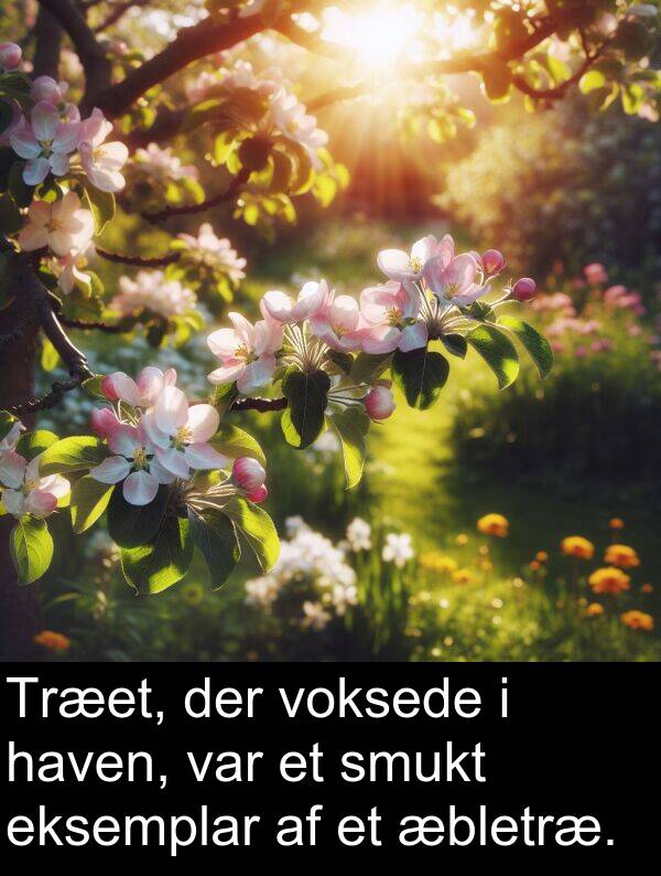 voksede: Træet, der voksede i haven, var et smukt eksemplar af et æbletræ.