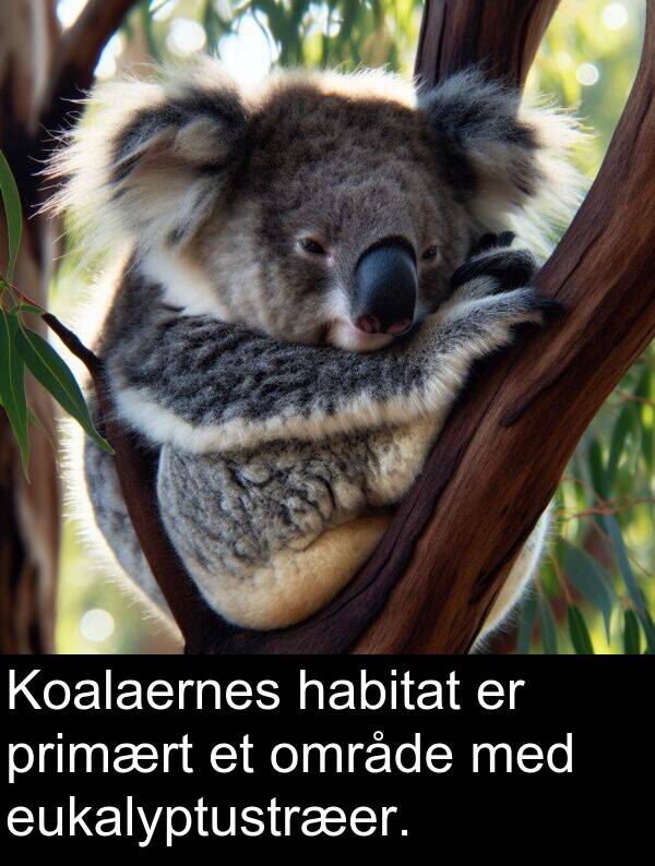 habitat: Koalaernes habitat er primært et område med eukalyptustræer.