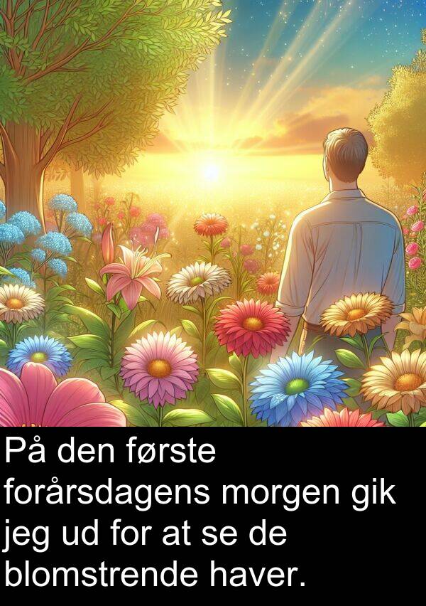 morgen: På den første forårsdagens morgen gik jeg ud for at se de blomstrende haver.
