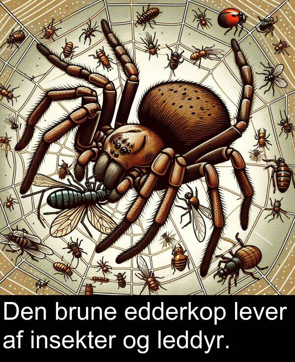edderkop: Den brune edderkop lever af insekter og leddyr.