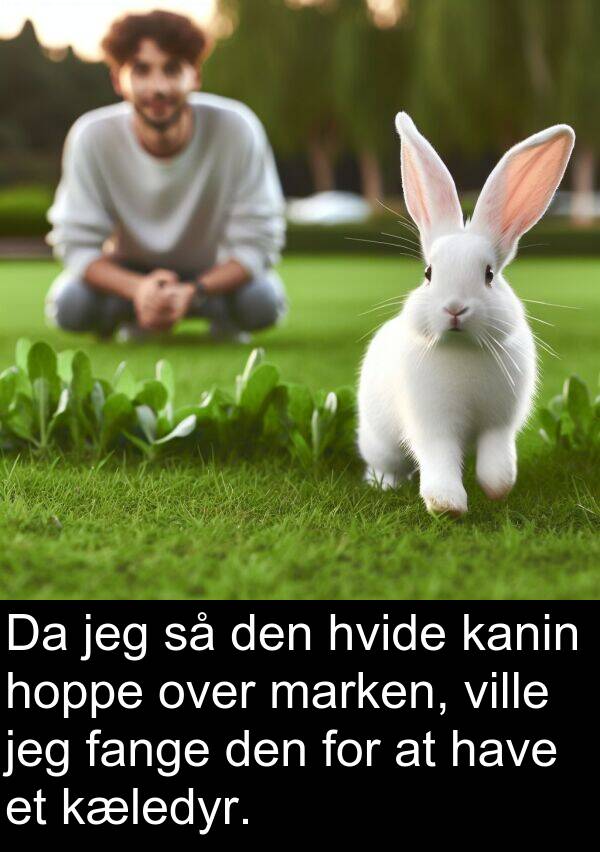 kæledyr: Da jeg så den hvide kanin hoppe over marken, ville jeg fange den for at have et kæledyr.