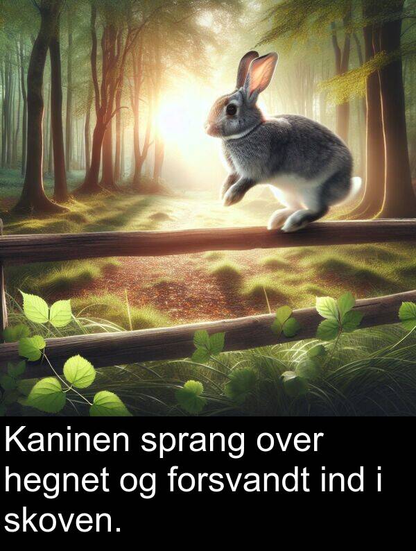 ind: Kaninen sprang over hegnet og forsvandt ind i skoven.