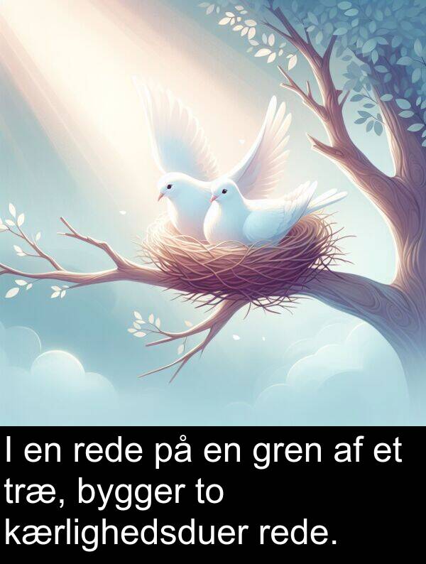 kærlighedsduer: I en rede på en gren af et træ, bygger to kærlighedsduer rede.