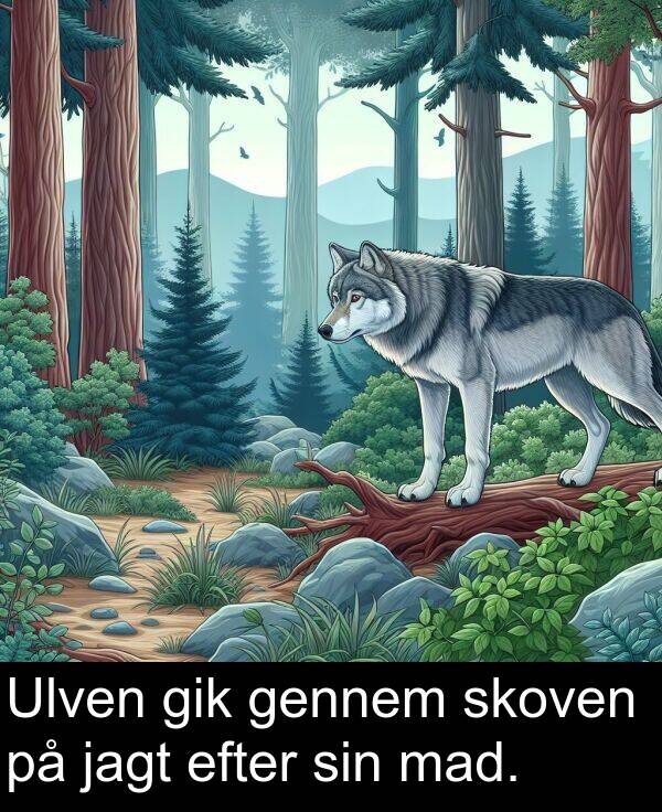 efter: Ulven gik gennem skoven på jagt efter sin mad.