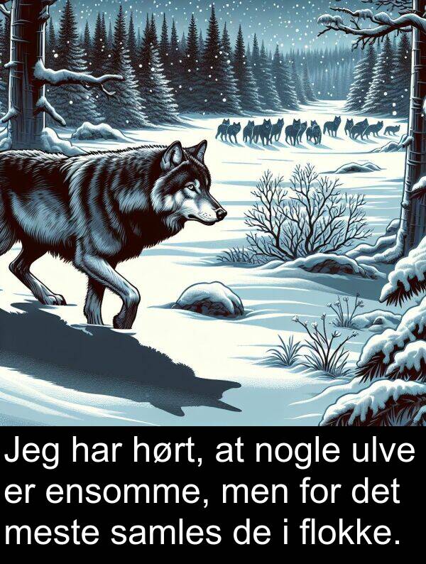 hørt: Jeg har hørt, at nogle ulve er ensomme, men for det meste samles de i flokke.