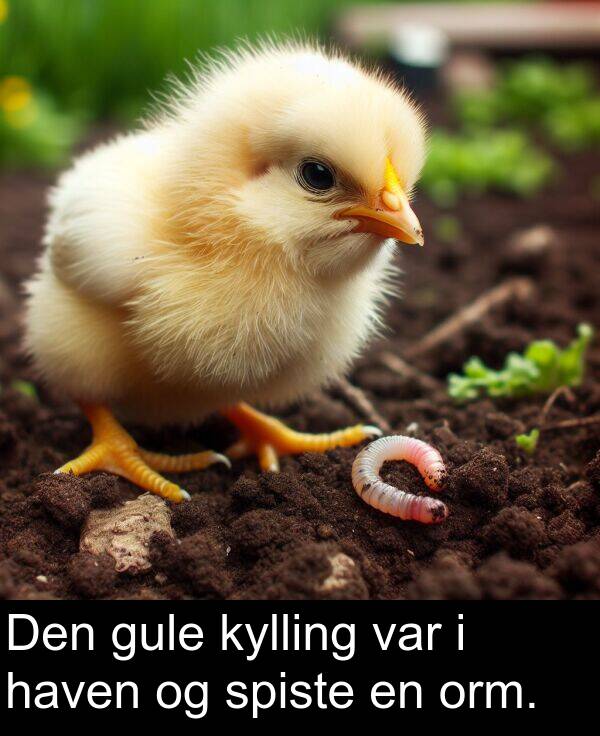 kylling: Den gule kylling var i haven og spiste en orm.
